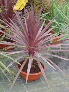 Cordyline Australis 'Red Star'